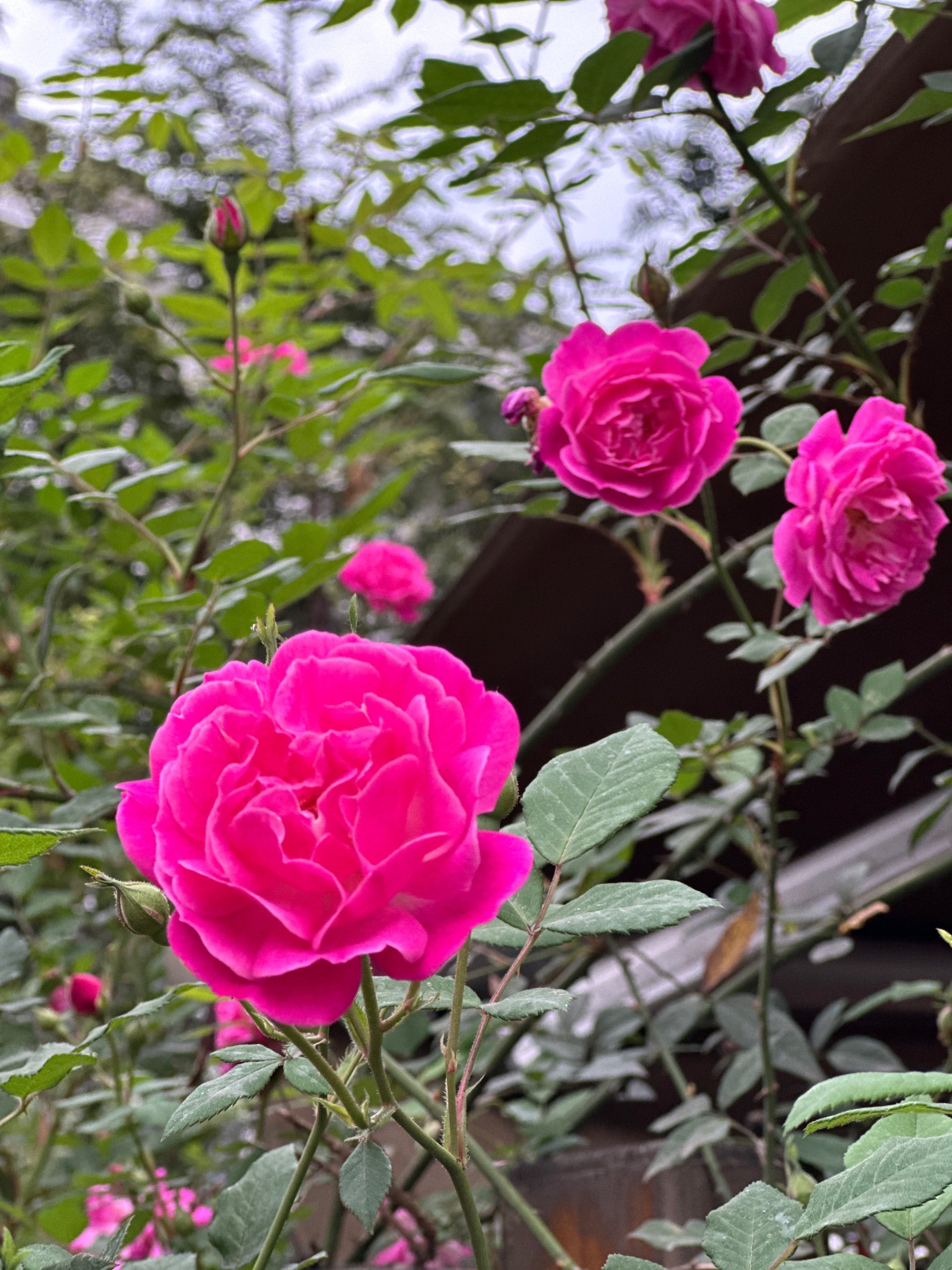 陈巷芍药花图片