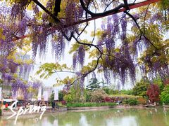 -嘉定紫藤园