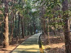 -铁山坪森林公园