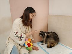 -浣熊柯尔鸭土拨鼠·电玩咖