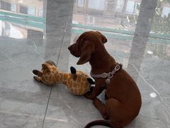 -安安宠医·臻爱宠物医院·宠保定点(营门口路分院)