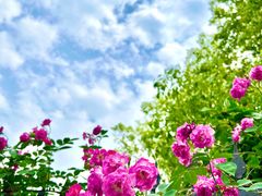 -高子水居