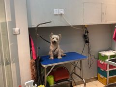 -PETKIT 小佩宠物·低压洗护·美容·寄养(安远店)