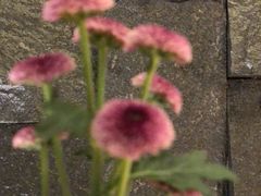 -泉乐坊步行街(烟酒特产平价超市店)