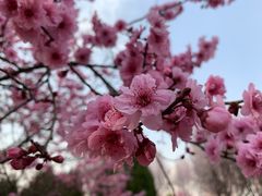 -石家庄市植物园