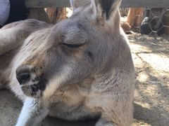 -可伦宾野生动物保护区