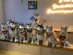 -Husky Go! 哈士奇体验馆·宠物咖啡厅狗咖