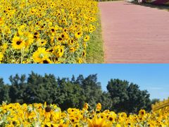 -海心沙亚运公园