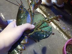 -日照海滨国家森林公园