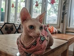 -猫小院猫主题咖啡厅(北锣店)