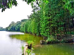 -三水森林公园