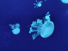-深圳野生动物园