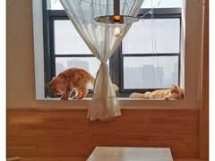 -猫腻·猫咖·撸猫馆(星光大道店)