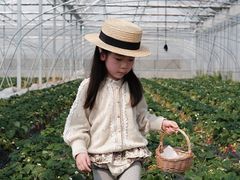 -喜杨洋草莓采摘园