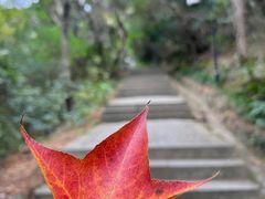 -苏州上方山国家森林公园
