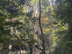 -西双版纳原始森林公园