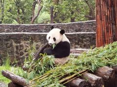 -都江堰中华大熊猫苑