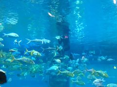 -乐从天佑城海洋馆