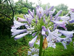 -三圣花乡旅游区