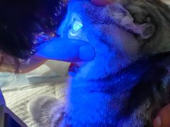 -美联众合动物医院·24h转诊中心