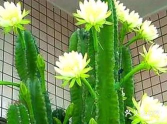 这些盆土的营养已经足够保证龙骨的生长