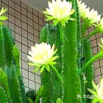 这些盆土的营养已经足够保证龙骨的生长