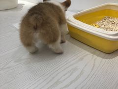 -浣熊柯尔鸭土拨鼠·电玩咖