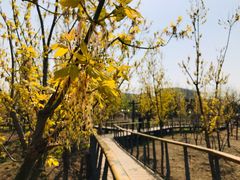 -东郊湿地公园