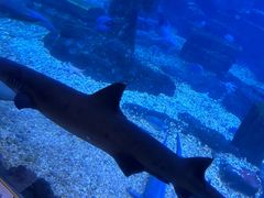 -海合安青岛极地海洋公园