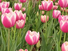 -石家庄市植物园