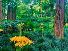 -杭州植物园