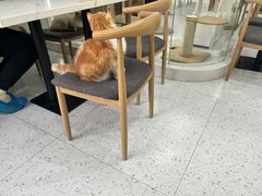 -喵园·猫主题咖啡厅·撸猫·猫咖(国贸店)