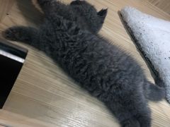 -屋虎猫馆(宝安大仟里店)