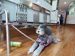 -瑞派动物医院·绝育·犬猫全科·预防医学(光景江南中店)