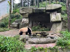 -中国大熊猫保护研究中心雅安碧峰峡基地