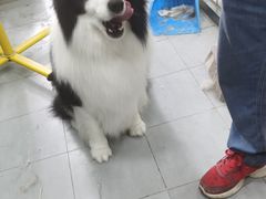 -宠福鑫康馨动物医院·骨科·眼科