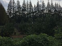 -前小桔亲子创意农场·草莓采摘·露营烧烤