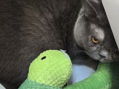 -爱妮康宠物医院·干细胞免疫细胞·肿瘤·心脏(张江店)