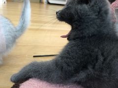 -猫咪派对(江南西店)