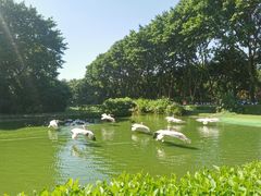 -广州长隆飞鸟乐园