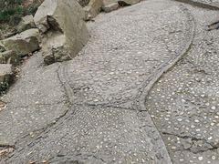 -上海佘山国家森林公园天马山园