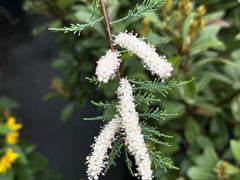 -龙大花卉苗木市场