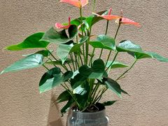 大堂-Peet's Coffee皮爷咖啡(杭州来福士店)