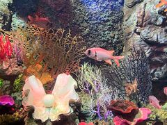 -太平洋海底世界