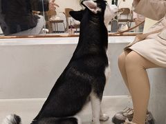 -共舞时光猫咖·狗咖(新街口店)