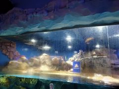 -芜湖新华联大白鲸海洋公园