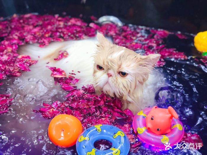 pony pet shop 小马儿宠物猫咪玫瑰碳酸浴spa图片 - 第577张