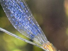 -武吉知马自然保护区