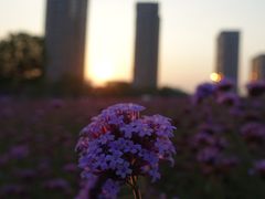 -杭州城北体育公园