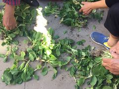 -南汇老顾农家乐采摘大团水蜜桃采摘店